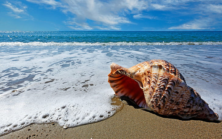 HD wallpaper: Shell on sand, Nature, Sea, beach, clouds, shells | Wallpaper  Flare