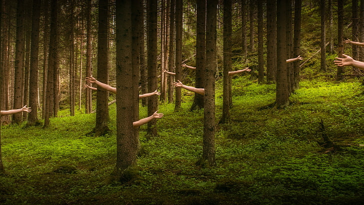 Forest, Trees, Communication, Silence, Hands, Waves, HD wallpaper