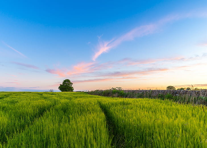 photography of a green rice field, Fife, Sunset, fields, tree