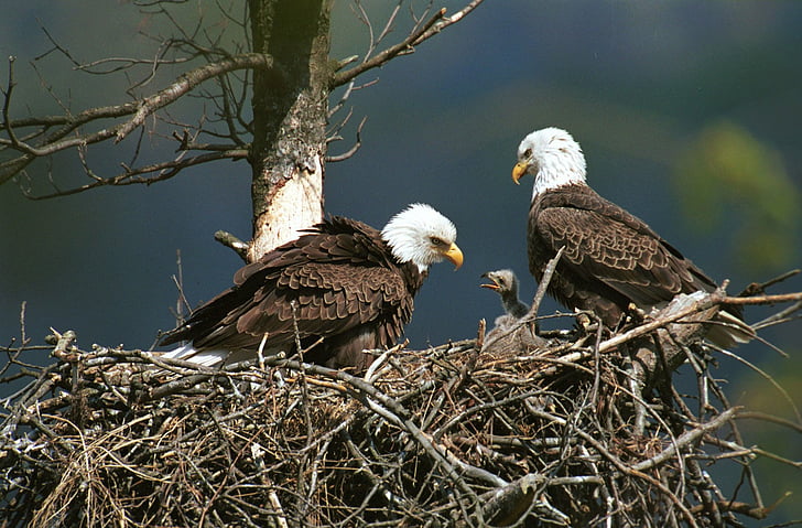 Birds, Eagle, Animal, Nest