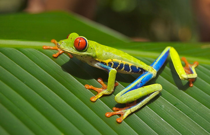 amphibian, animal, close up, frog, leaf, macro, animal themes