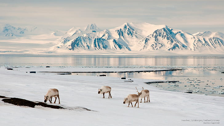 Reindeer, Spitzbergen, Svalbard, Norway, Winter