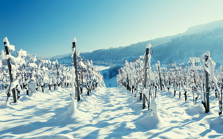 wine, winter, snow, HD wallpaper