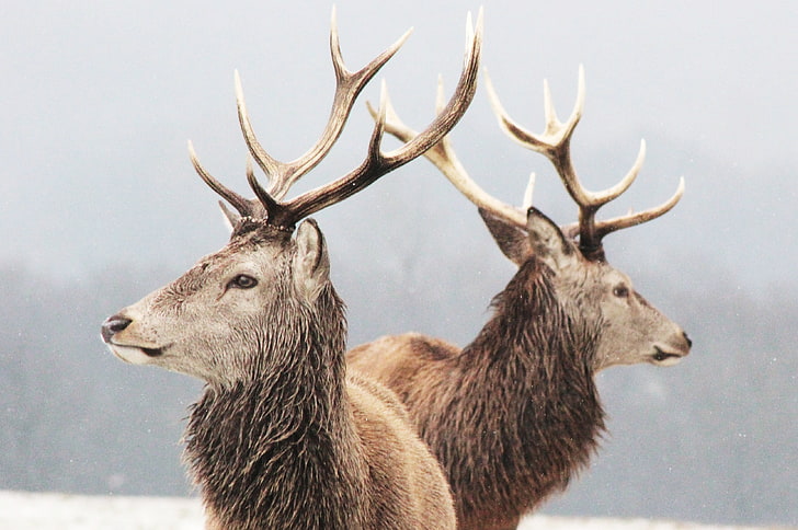 two brown stags, animals, deer, mammals, winter, wildlife, animal wildlife, HD wallpaper