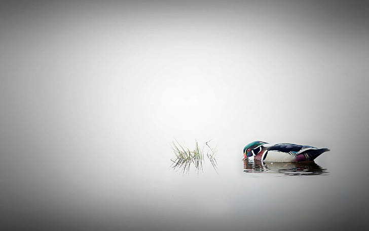 duck, 500px, nature, water, animals, Andre Villeneuve