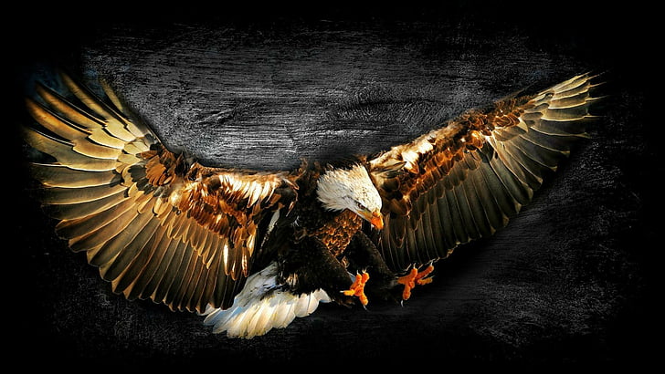 eagle, bird of prey, fly, darkness, wing, bald eagle, feather, HD wallpaper