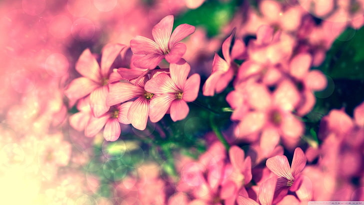 pink petaled flowers, nature, plants, macro, flowering plant, HD wallpaper