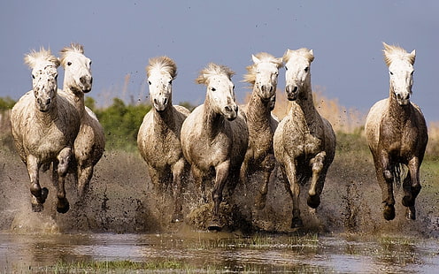 HD wallpaper: Galloping White Horses Hd Wallpapers For Laptop Widescreen  Free Download | Wallpaper Flare