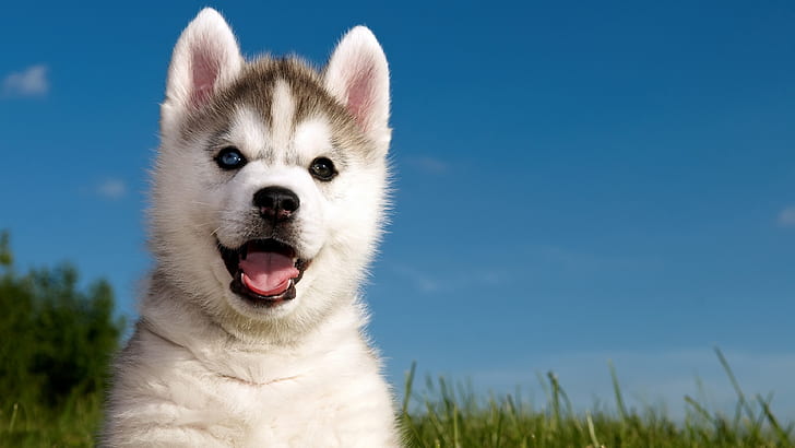 puppy, dog, dog breed, siberian husky, face, mammal, cute, blue sky, HD wallpaper