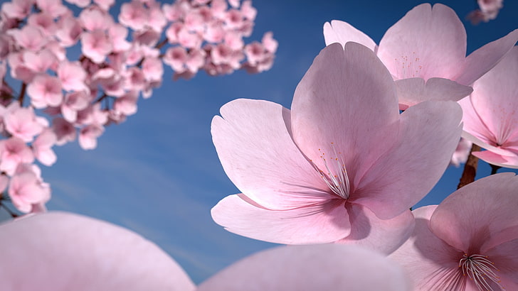 cherry blossom, flowers, petals, flowering plant, beauty in nature, HD wallpaper