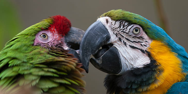 two multi-colored Parrots, macaws, macaws, America, California