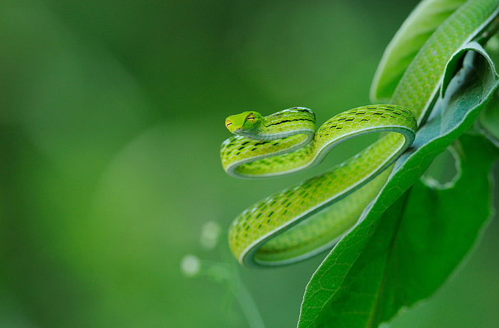 Exotic Snake, green snake, Animals, Reptiles and Frogs, Beautiful, HD wallpaper