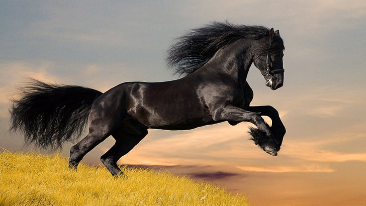 black horse, animals, animal themes, mammal, one animal, running, HD wallpaper