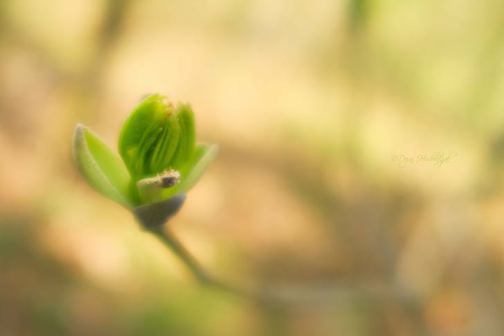 green leaf plant, Growth cycle, spring  green, eco, bio, growth  cycle, HD wallpaper