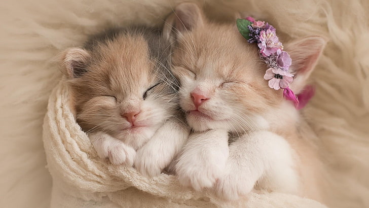 two white and orange tabby kittens, kitty, cat, cats, sleep, sleeping