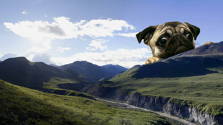 dog, cute, meme, landscape, mountains, giant, mops, HD wallpaper