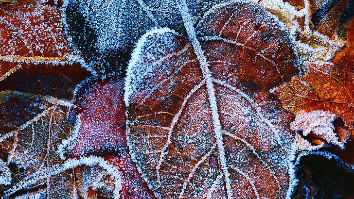 silver-colored chain necklace, nature, frost, leaves, cold temperature, HD wallpaper