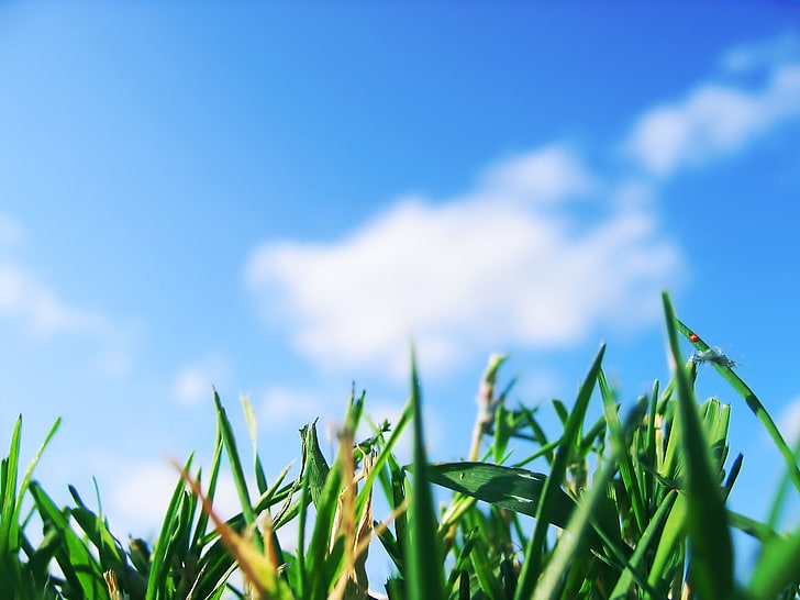 green grass field, depth of field, sky, macro, plants, clouds, HD wallpaper