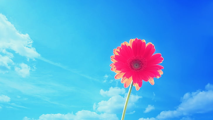 low angle photo of red flower, flowers, sky, flowering plant