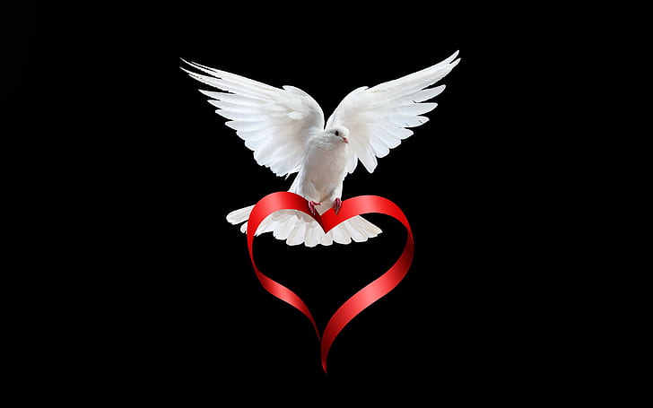 HD wallpaper: white, bird, heart, dove, wings, feathers, tape, black  background | Wallpaper Flare