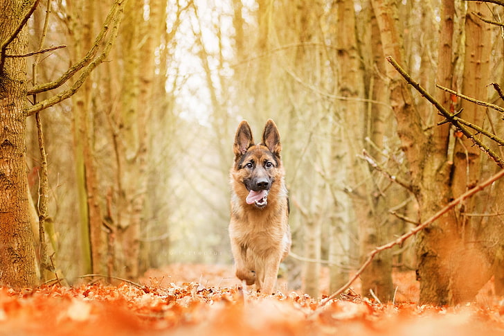 nature, forest, dog, animals, one animal, animal themes, mammal, HD wallpaper