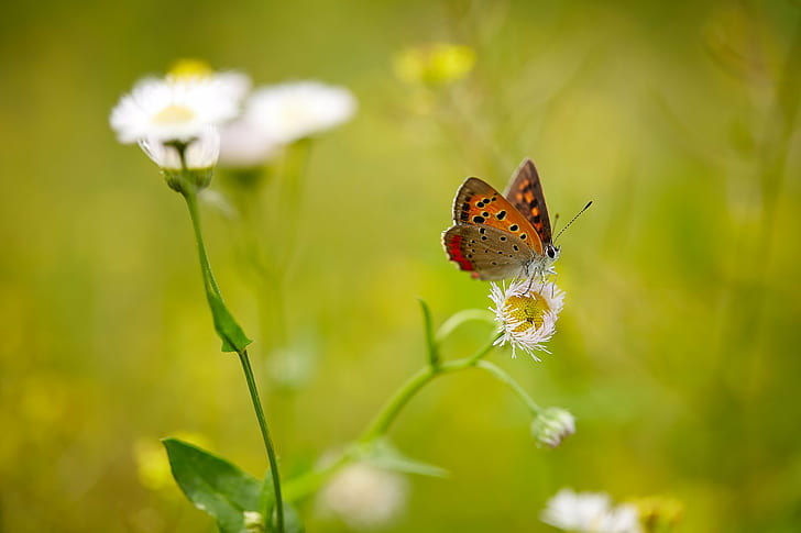 fritillary butterfly on white cluster flower in selective-focus photography, butterfly