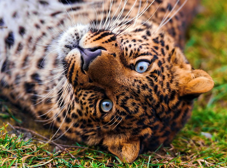 HD wallpaper: face, leopard, lies, looks, beautiful, spotted, panthera  pardus | Wallpaper Flare