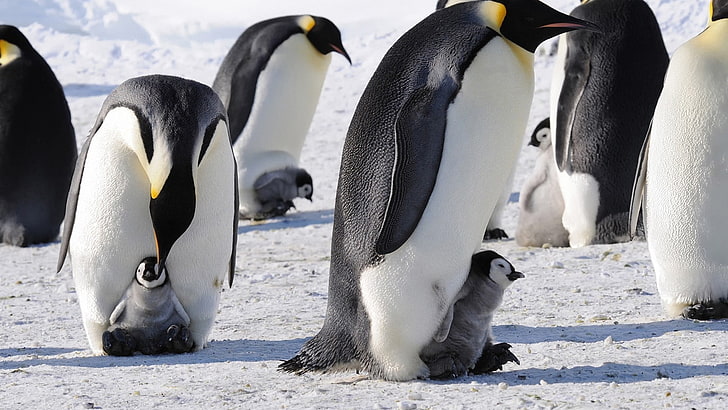 white and black penguin, penguins, snow, ice, baby animals, birds