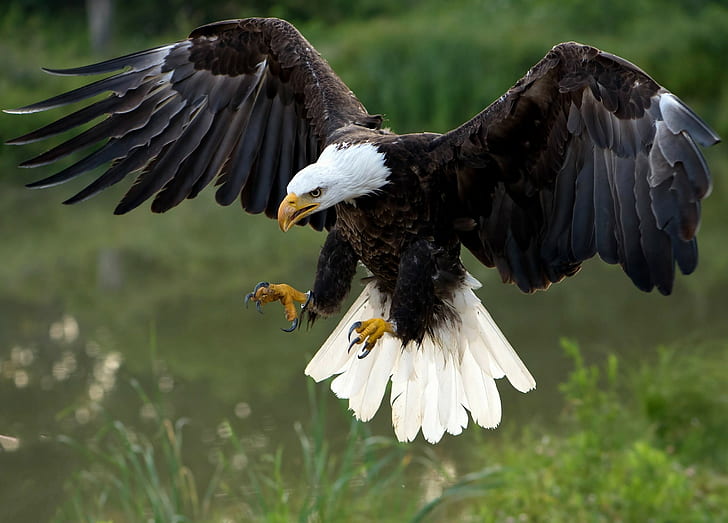 Bird Bald eagle, predator, hawk, wings, HD wallpaper