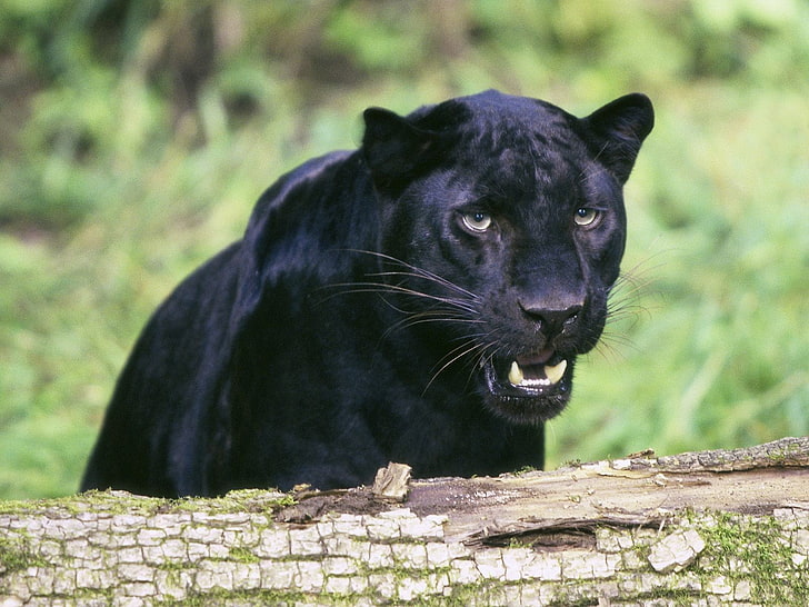 adult black panther, animals, feline, nature, panthers, black leopard