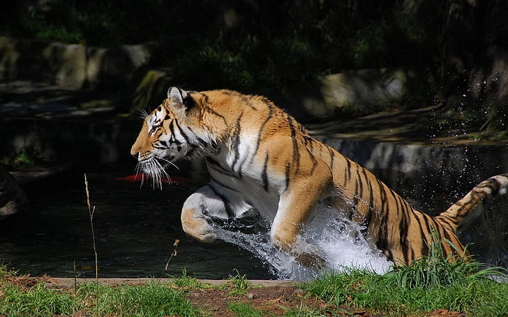 Bengal tiger photo, jump, water, splash, carnivore, wildlife, HD wallpaper
