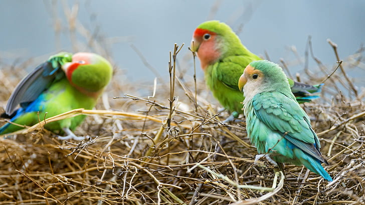 photography of a three assorted birds in brown grass, nest, colorful