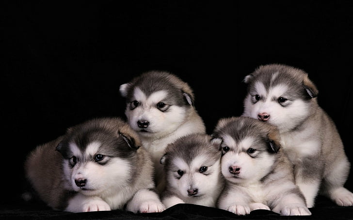 Dogs, Alaskan Malamute, Animal, Baby Animal, Cute, Puppy, HD wallpaper