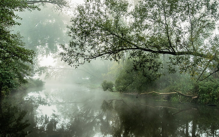 nature, landscape, river, mist, water, reflection, trees, morning