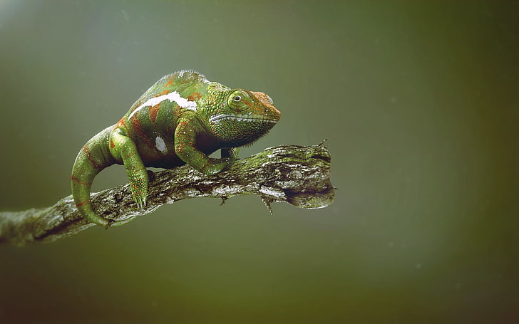 Green Chameleon Stick, green and white reptile, Animals, animal themes, HD wallpaper