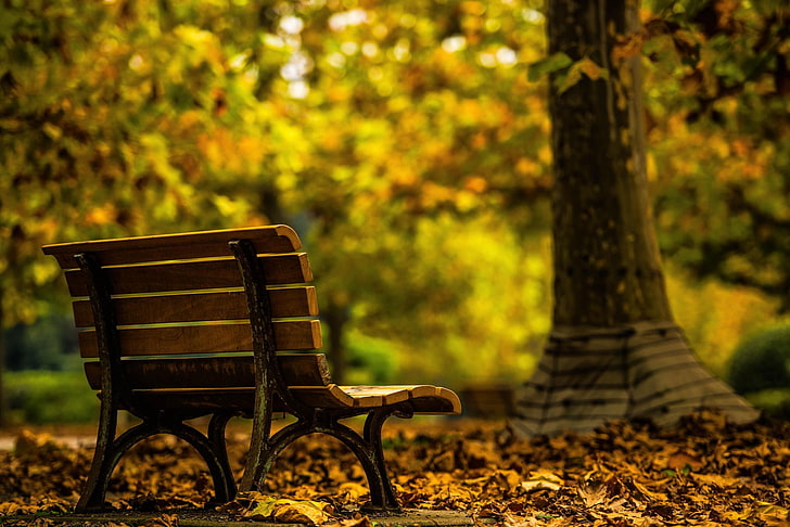 brown wooden bench, trees, fall, alone, autumn, plant, seat, nature