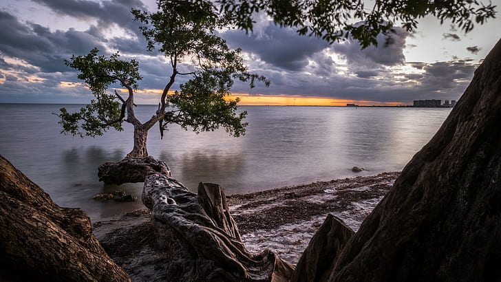 a view of green leafed tree above body of water during sunset, key biscayne, miami, florida, key biscayne, miami, florida