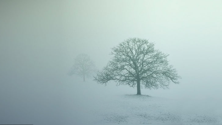 bare tree, mist, trees, abstract, photography, nature, landscape, HD wallpaper