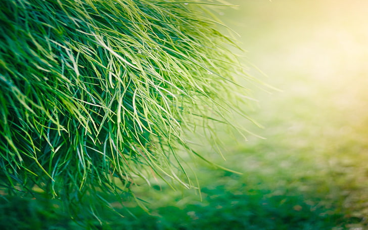 green grass, plants, green color, selective focus, close-up, growth