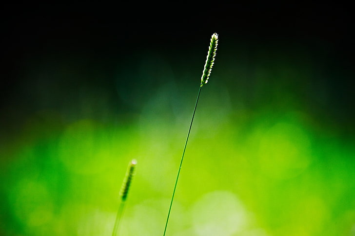 nature, spikelets, simple background, green, plant, green color, HD wallpaper