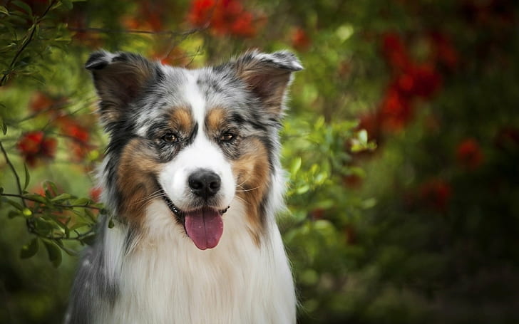 Australian Shepherd, dog, one animal, animal themes, canine, HD wallpaper
