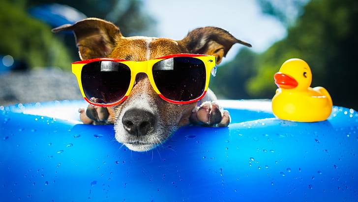 Dog, sunglasses, yellow duck, cute, toy, funny, animal, HD wallpaper