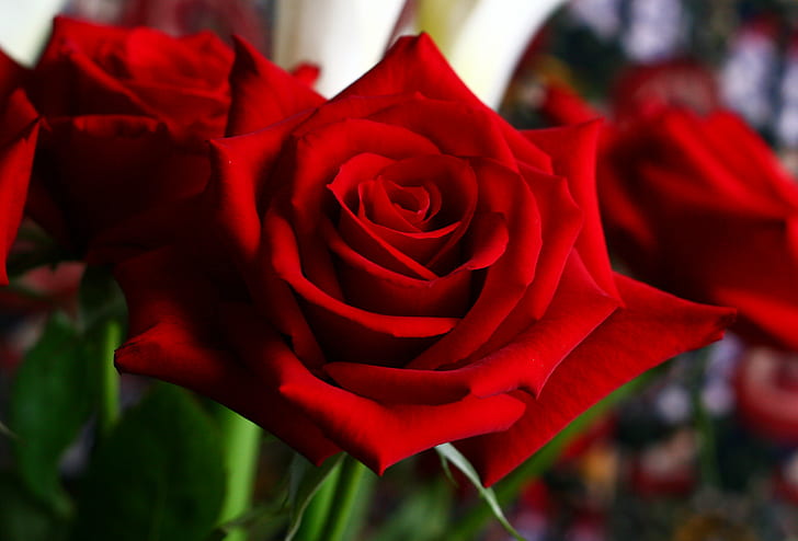 shallow focus photography of red flowers, rose, rose, roses, rose - Flower, HD wallpaper