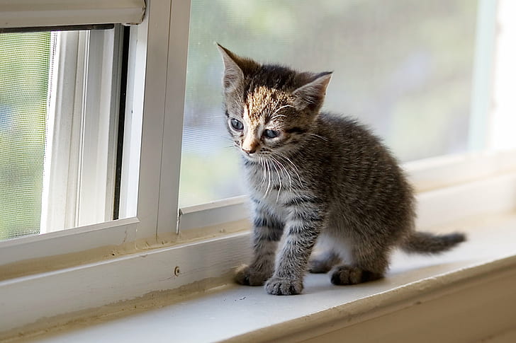 gray tabby kitten near glass window in shallow focus lens, cats, cats