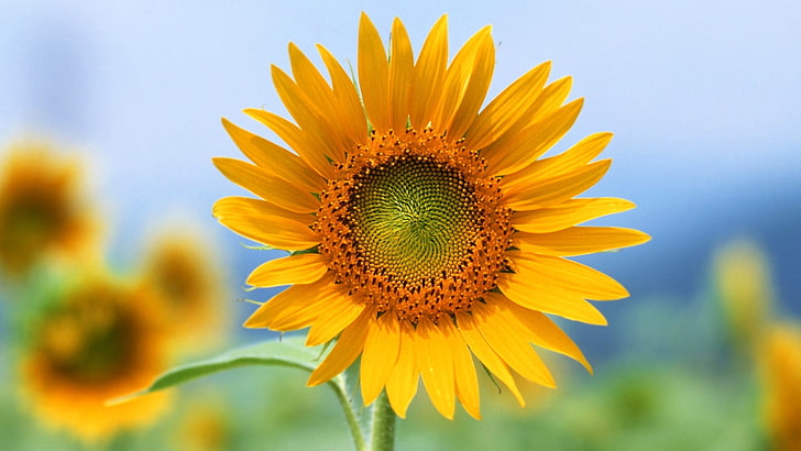 selective focus photography of sunflower plant, flowers, sunflowers, HD wallpaper
