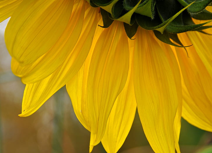 close up photography of yellow petaled flower, DSC, Sunshine Day
