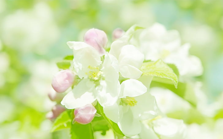 Flowers, White Flowers, Macro, Beautiful, Nature, HD wallpaper