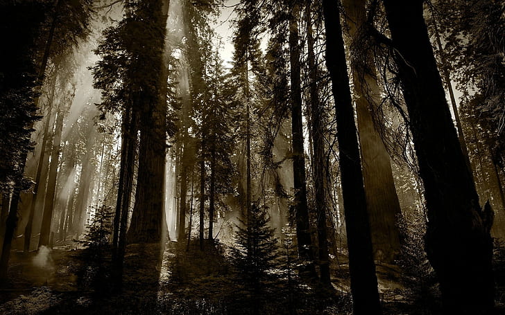 forest, landscape, monochrome, mist, dark, nature, sunlight, HD wallpaper
