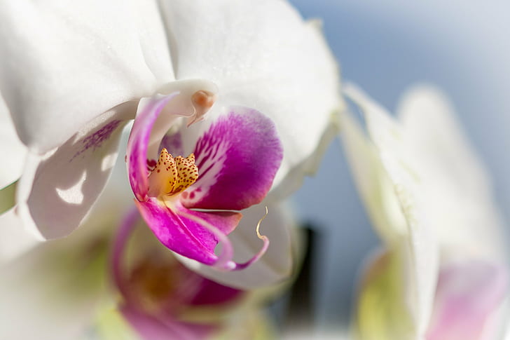 macro purple-and-white petal flower, Simple, orchid, nature, plant