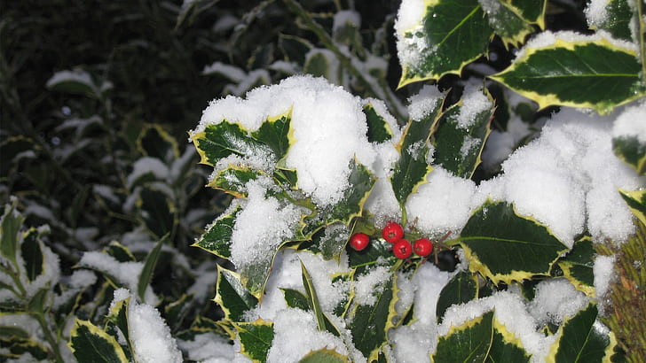 Mistletoe Christmas Snow HD, nature
